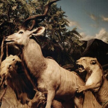 Interpol - Our Love To Admire